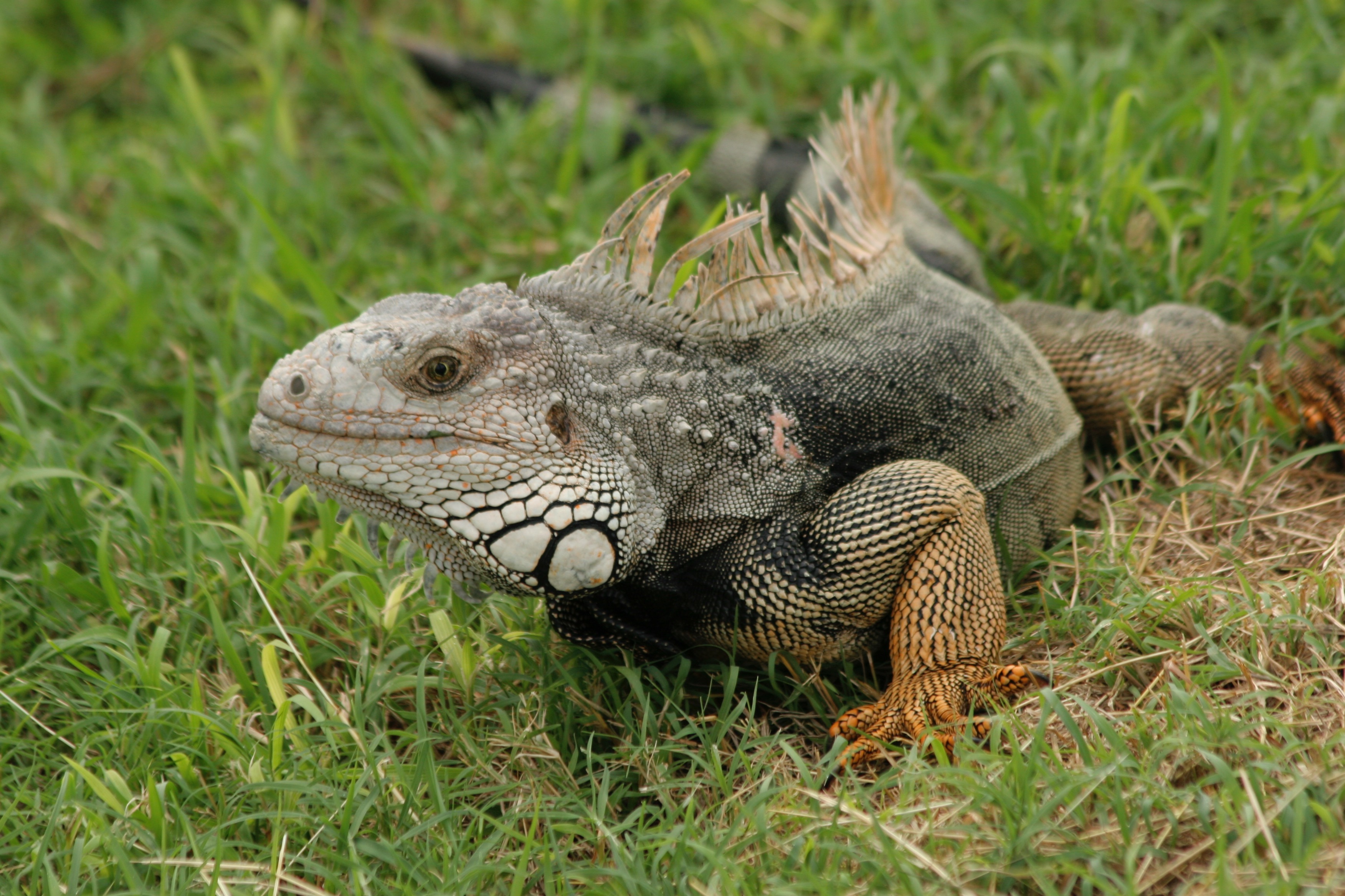 Iguana in Puerto Rico | Shutterbug